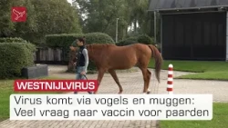 Paardenbezitters vrezen westnijlvirus